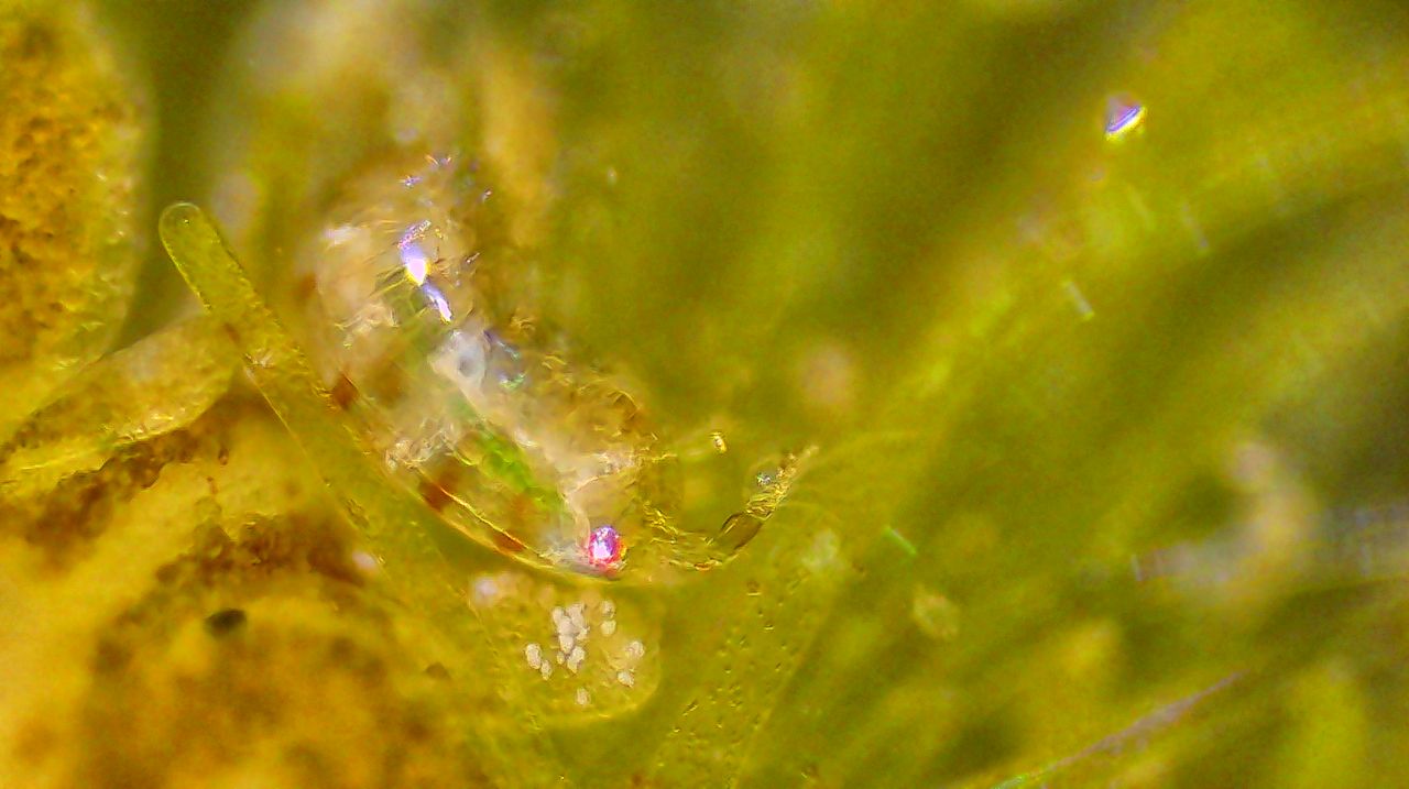 I copepodi, dal crostaceo tricolore al ciclope